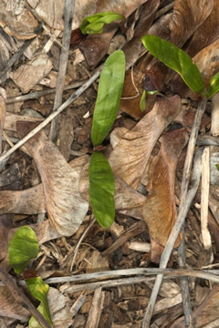 Dicotyledon - Acer pseudoplantanoides